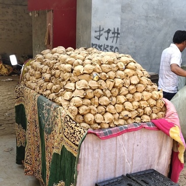 金磊果品站大量供应皇冠梨纸袋250~350g梨小二