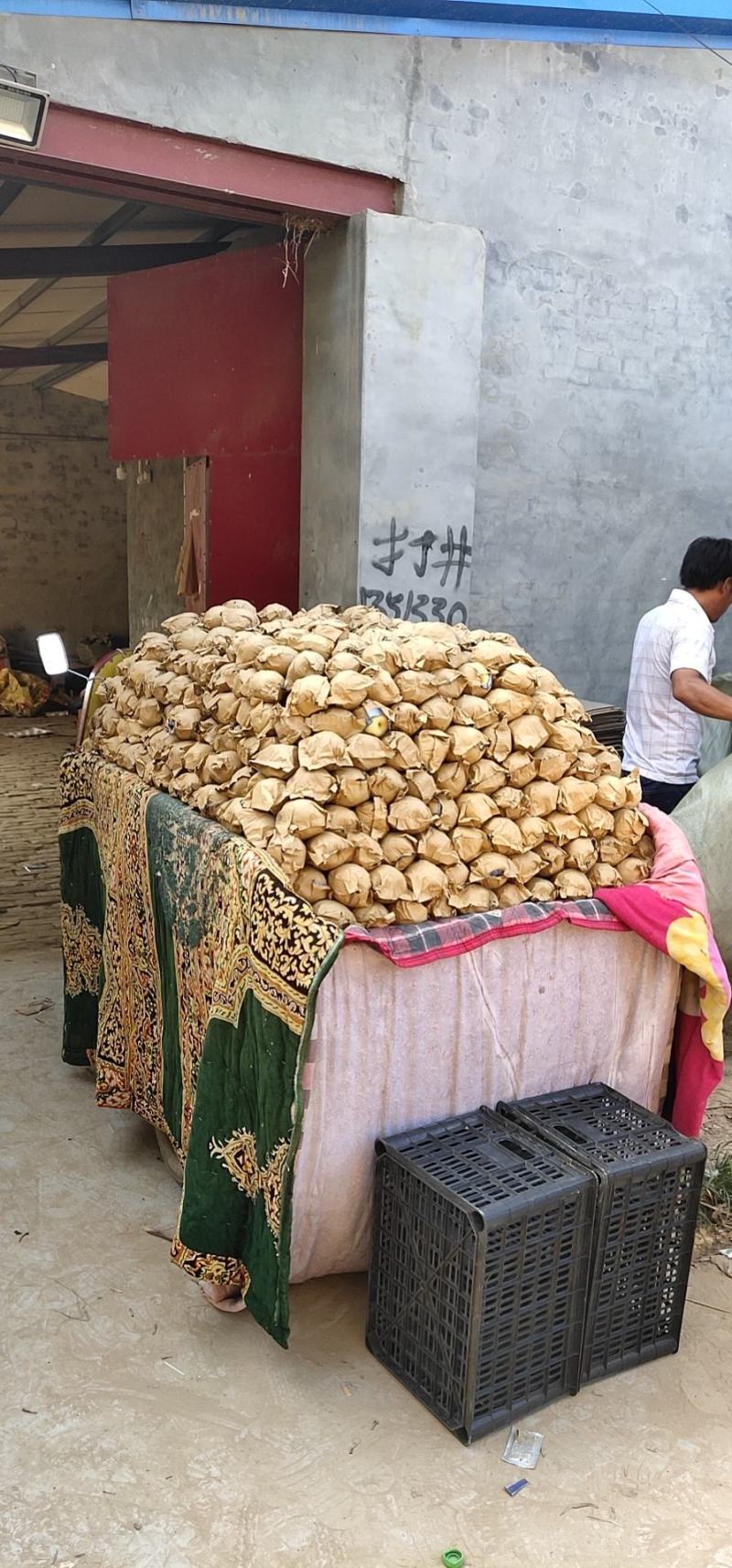 金磊果品站大量供应皇冠梨纸袋250~350g梨小二