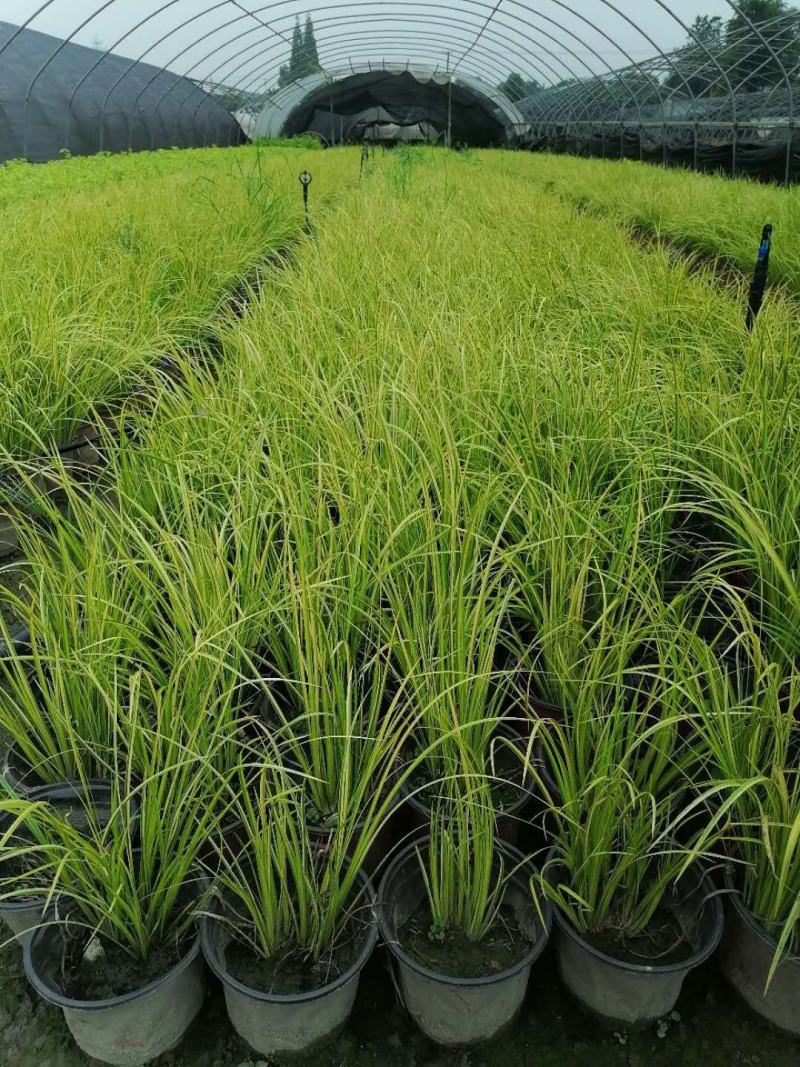 金叶石菖蒲双色杯杯苗图片，金叶石菖蒲价格