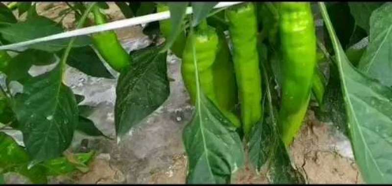 尖椒（赤峰尖椒，牛椒大量上市）