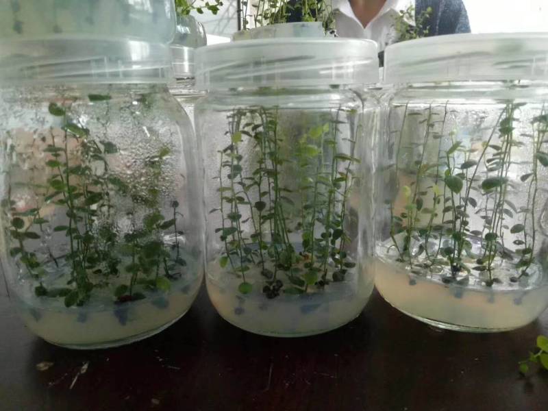 【精品】组胚蓝莓苗新品种货源充足包运输包存活欢迎电联