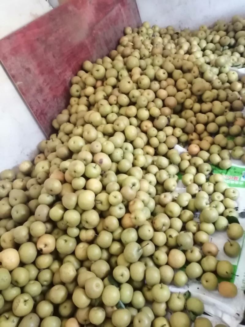 汉源水果，汉源优质黄金梨，代办找我，经验丰富，代办我是专