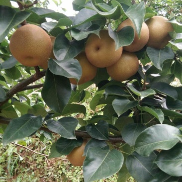 金秋梨。种植基地直销。香甜可口。