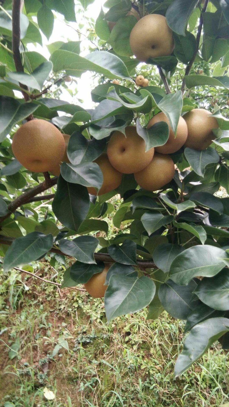 金秋梨。种植基地直销。香甜可口。