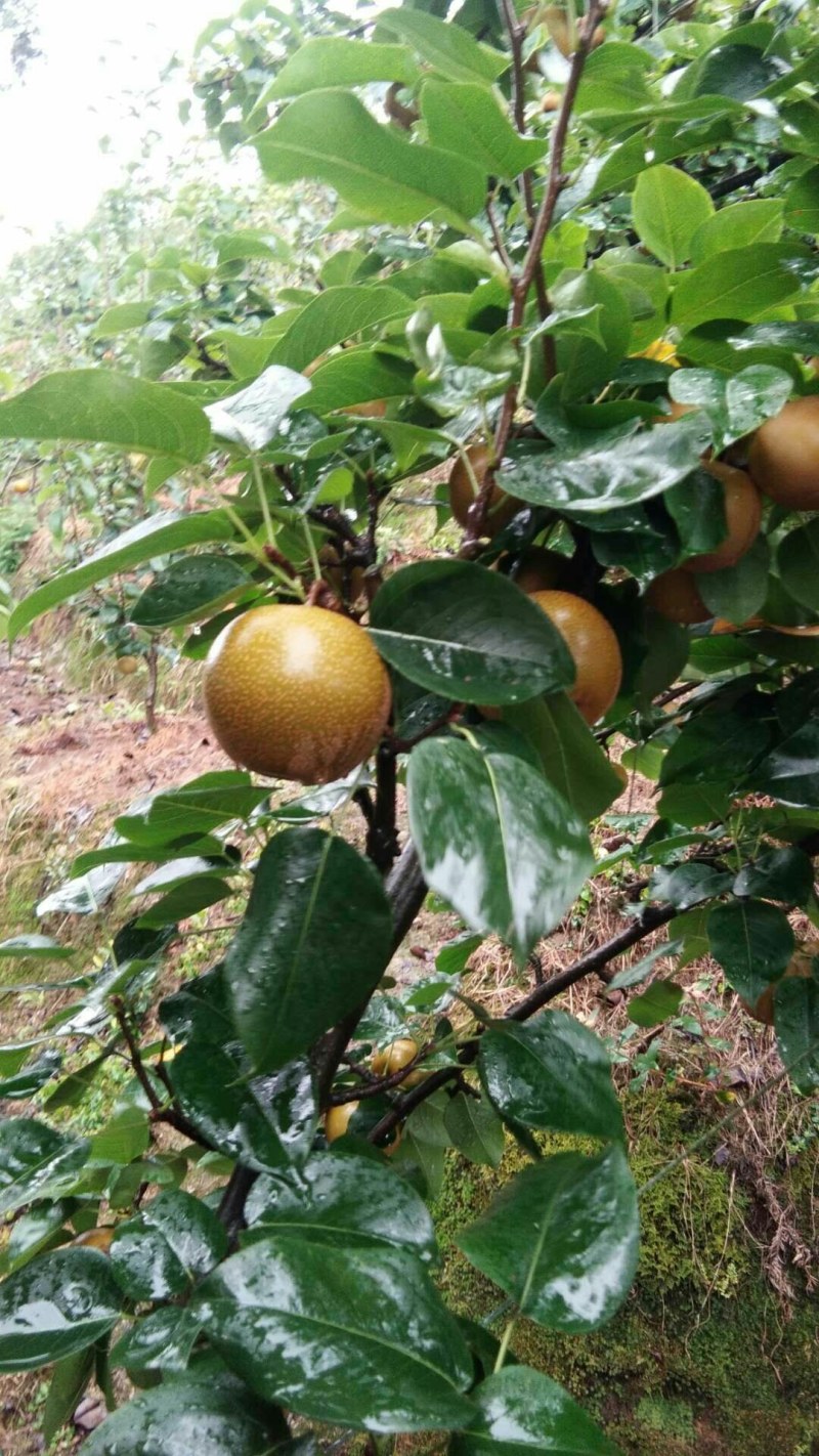 金秋梨。种植基地直销。香甜可口。