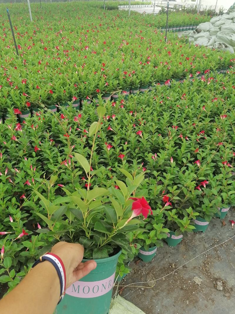 飘香藤加仑杯杯苗，飘香藤介绍，飘香藤价格