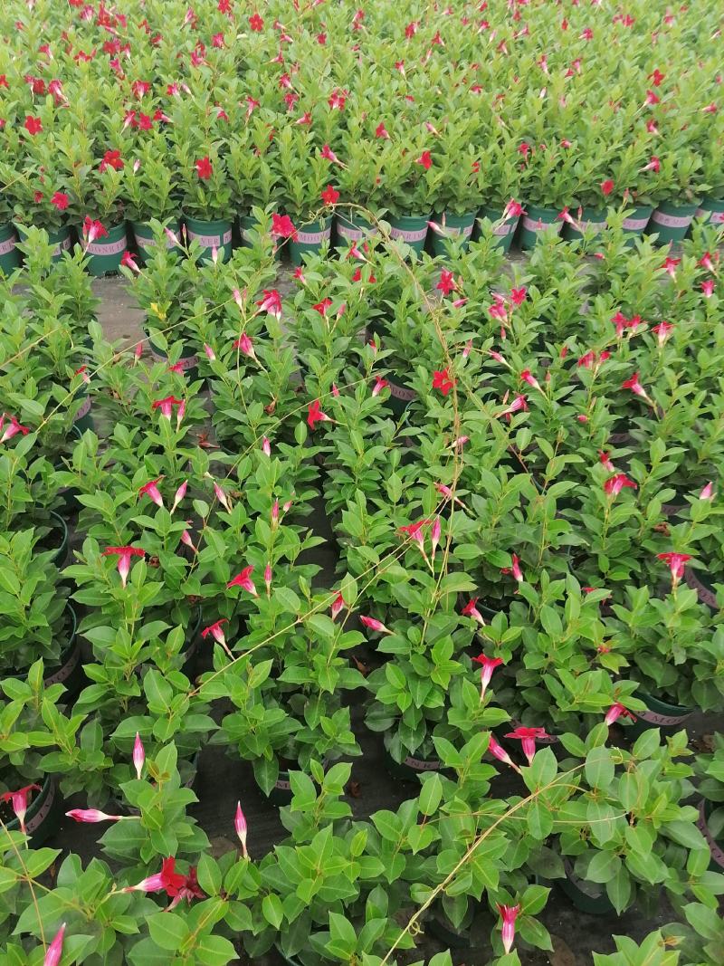 飘香藤加仑杯杯苗，飘香藤介绍，飘香藤价格