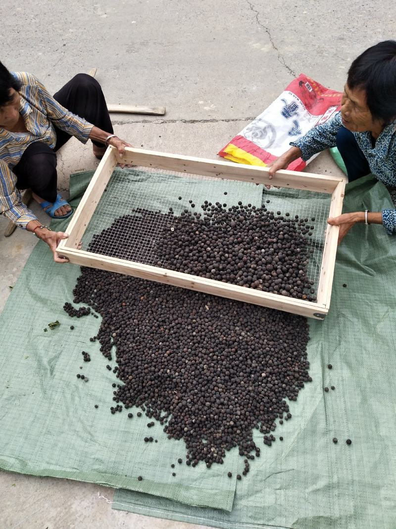 广西柳州象州地区种植果沙糖桔落地小果药材用