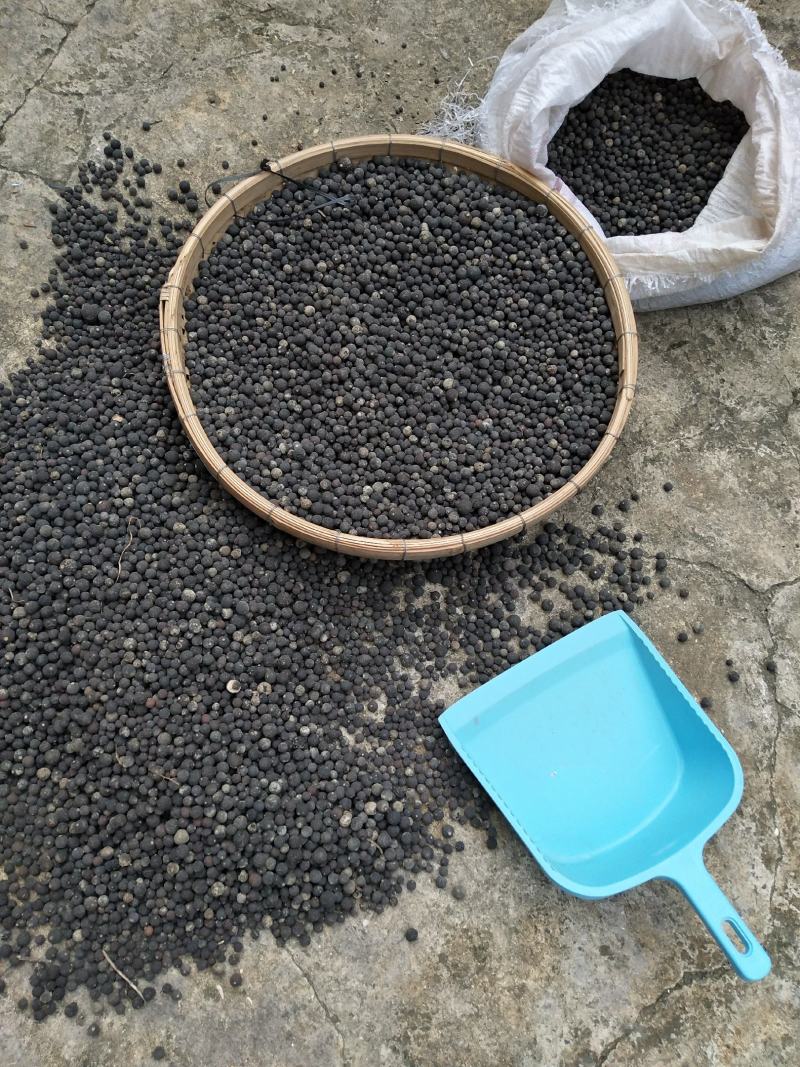 广西柳州象州地区种植果沙糖桔落地小果药材用