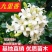 九里香盆栽包邮带花绿植盆栽七里香九里香苗开花香气袭人驱蚊
