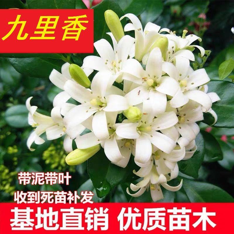 九里香盆栽包邮带花绿植盆栽七里香九里香苗开花香气袭人驱蚊