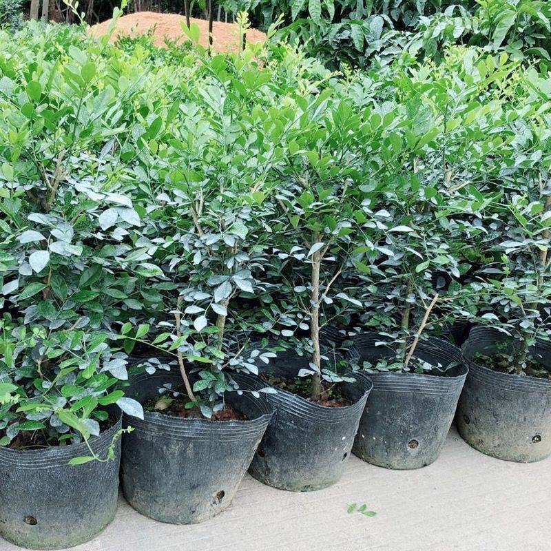 九里香盆栽包邮带花绿植盆栽七里香九里香苗开花香气袭人驱蚊