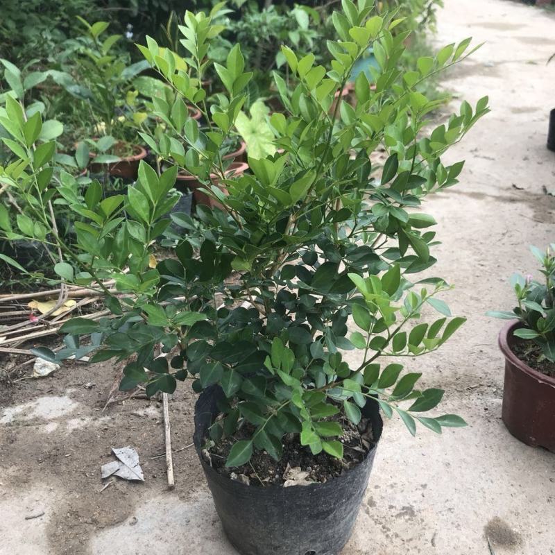 九里香盆栽包邮带花绿植盆栽七里香九里香苗开花香气袭人驱蚊