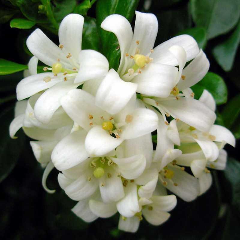 九里香盆栽包邮带花绿植盆栽七里香九里香苗开花香气袭人驱蚊