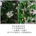 九里香盆栽包邮带花绿植盆栽七里香九里香苗开花香气袭人驱蚊