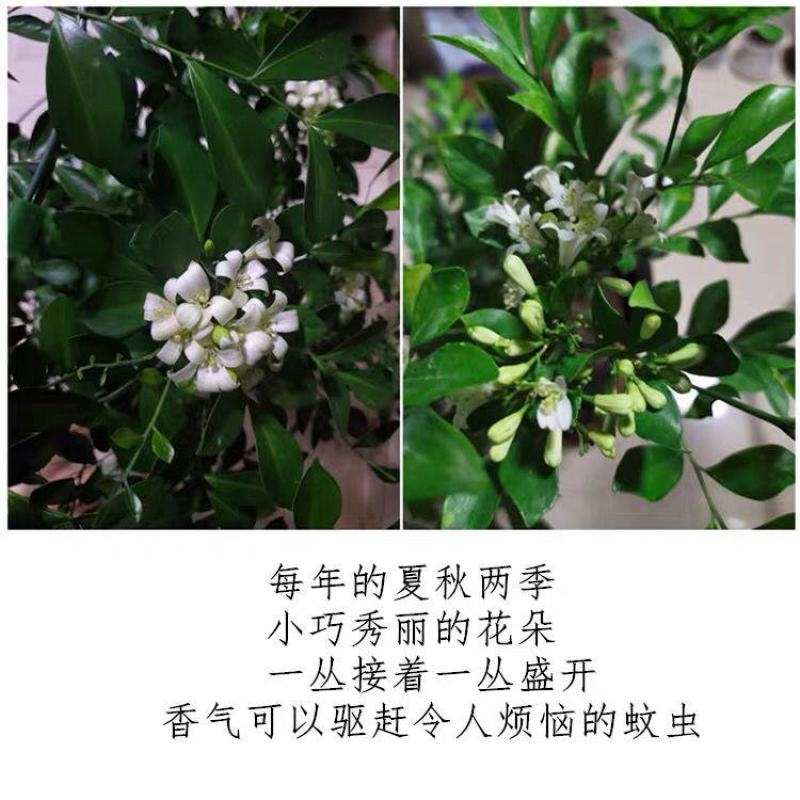 九里香盆栽包邮带花绿植盆栽七里香九里香苗开花香气袭人驱蚊