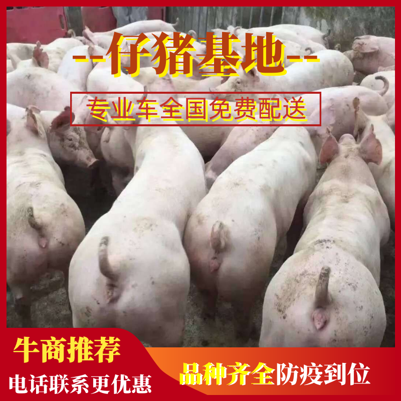 原种高产母猪二元母猪优质三元仔猪苗品种齐全防疫到位