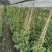 风车茉莉加仑杯价格，风车茉莉详细介绍，风车茉莉成都基地