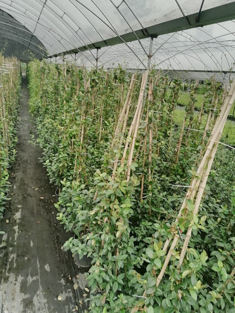 风车茉莉加仑杯价格，风车茉莉详细介绍，风车茉莉成都基地