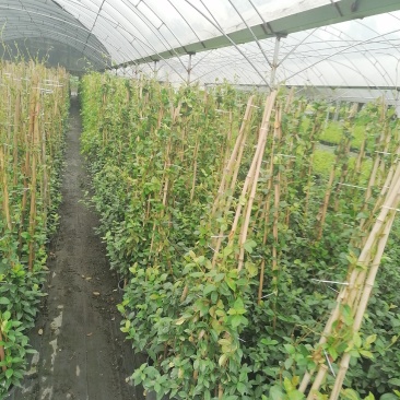风车茉莉加仑杯价格，风车茉莉详细介绍，风车茉莉成都基地