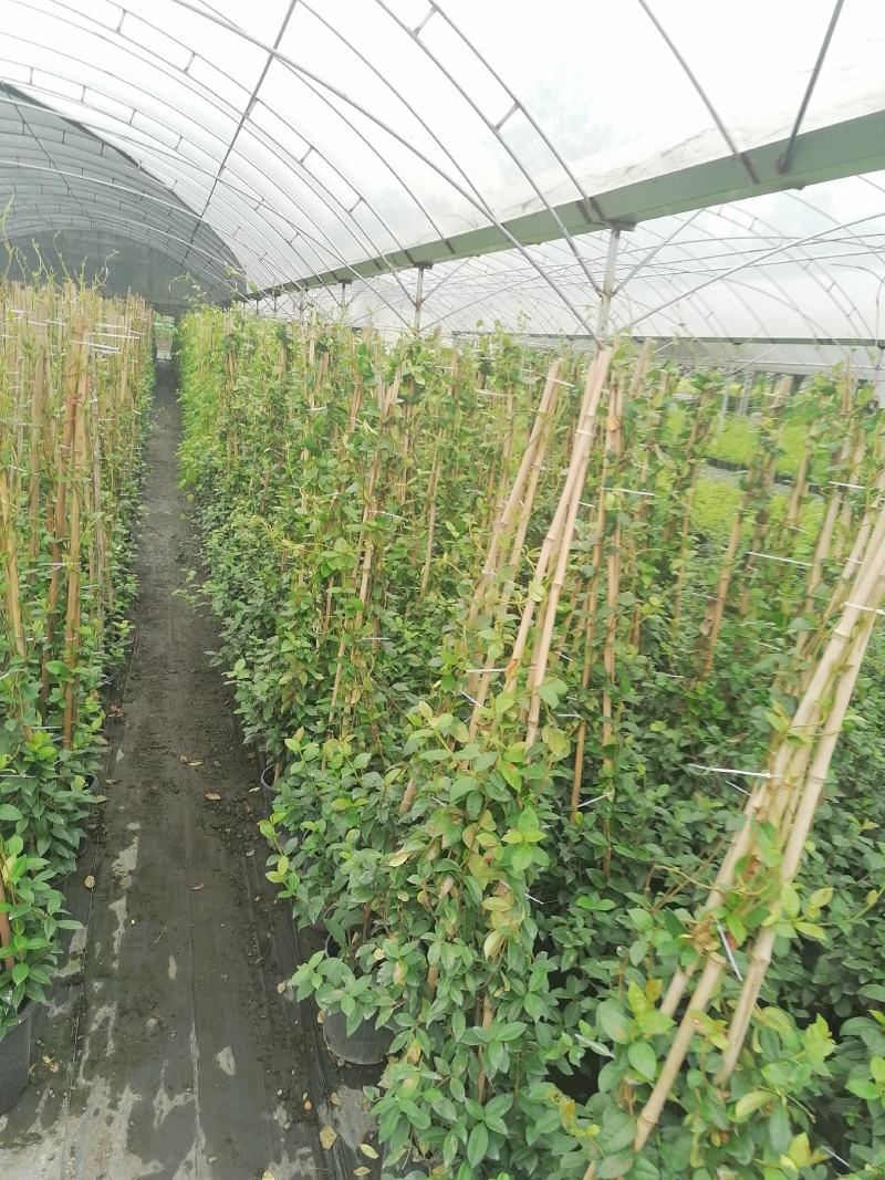 风车茉莉加仑杯价格，风车茉莉详细介绍，风车茉莉成都基地