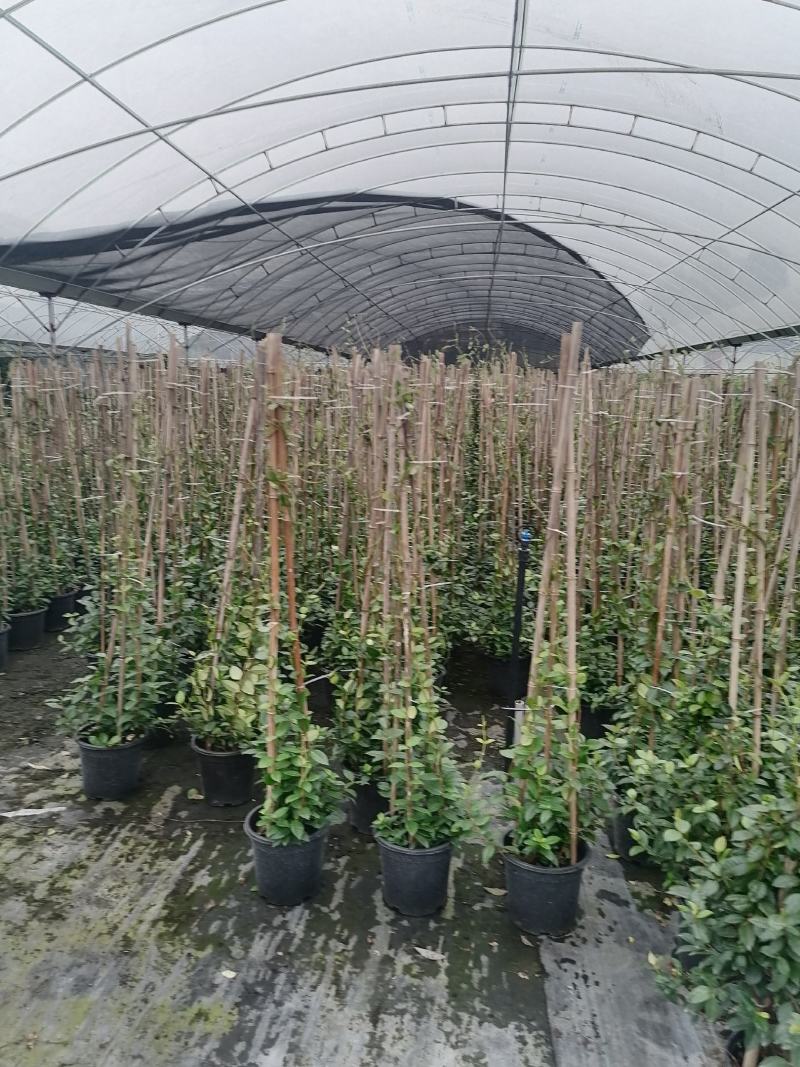 风车茉莉加仑杯价格，风车茉莉详细介绍，风车茉莉成都基地