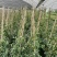 风车茉莉加仑杯价格，风车茉莉详细介绍，风车茉莉成都基地