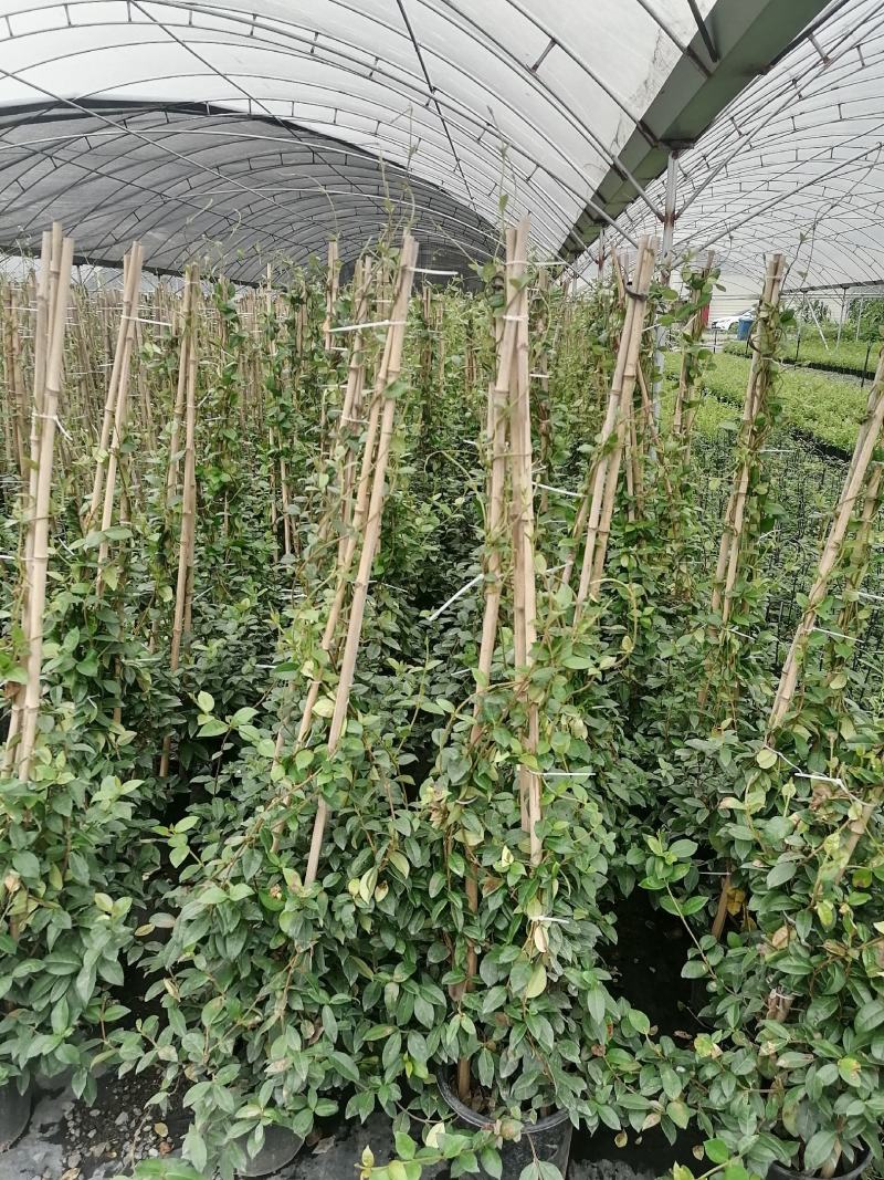 风车茉莉加仑杯价格，风车茉莉详细介绍，风车茉莉成都基地