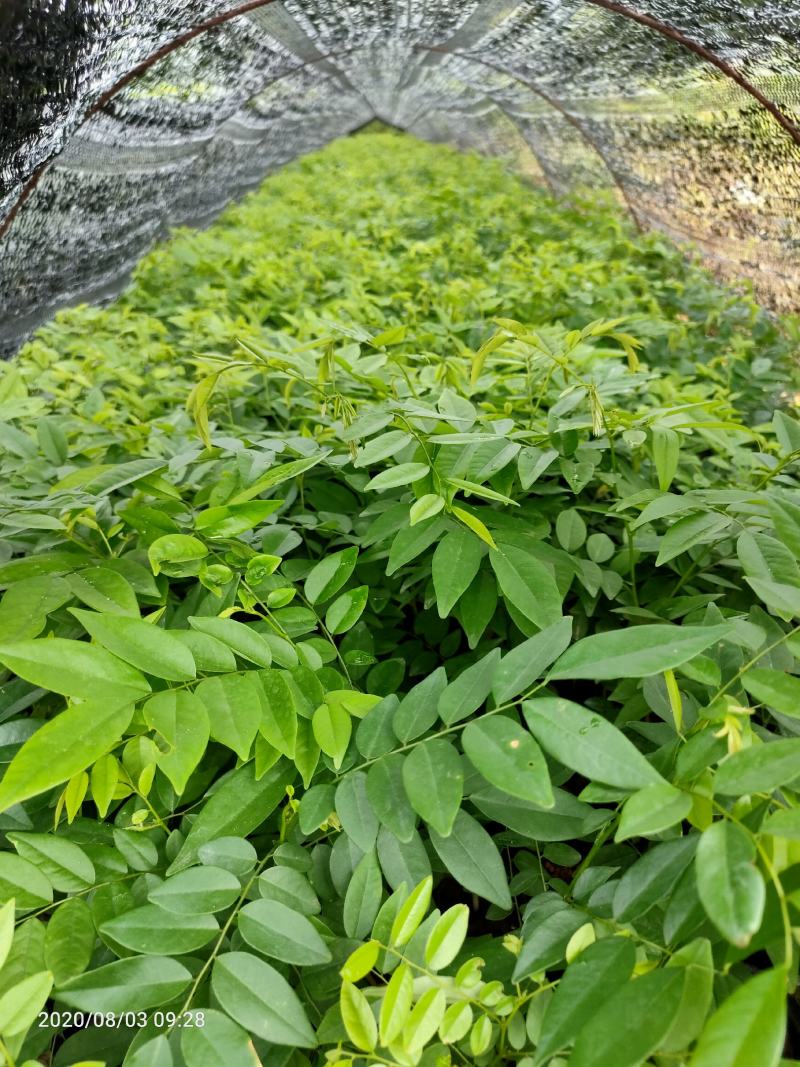 黄花梨苗名贵木材正宗红木木材苗木