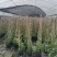 风车茉莉加仑杯价格，风车茉莉详细介绍，风车茉莉成都基地