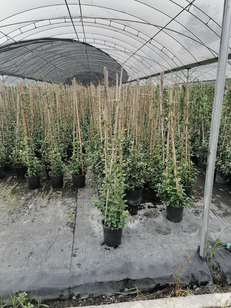风车茉莉加仑杯价格，风车茉莉详细介绍，风车茉莉成都基地