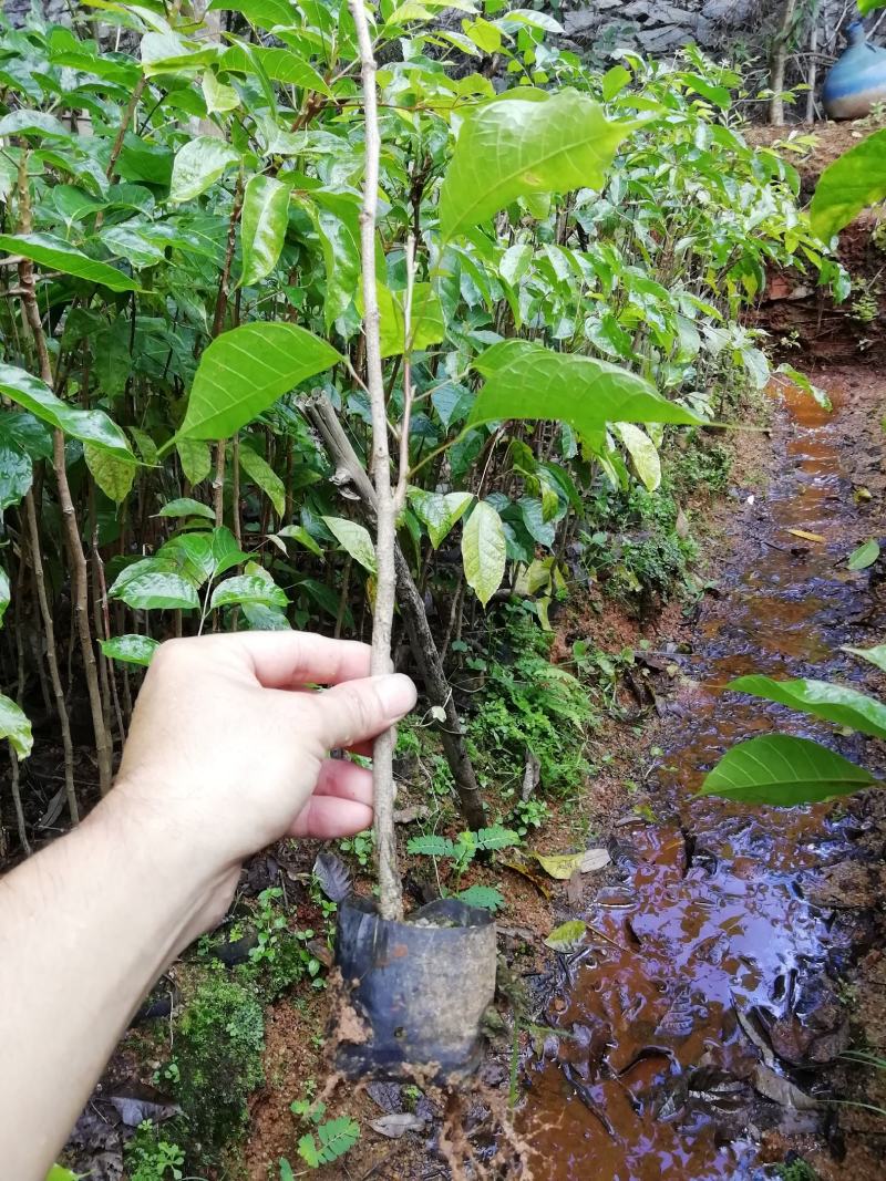正宗土乌椰榄树实生苗未嫁接黑橄榄树苗