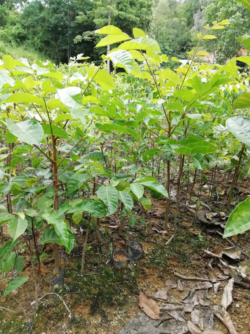 正宗土乌椰榄树实生苗未嫁接黑橄榄树苗