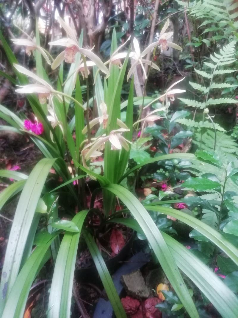 山茶花:情人节，花径15~17公分，种植户基地直销
