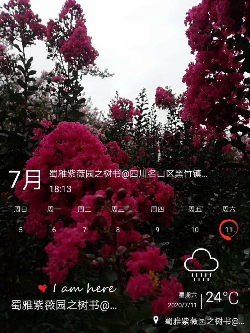 山茶花:情人节，花径15~17公分，种植户基地直销