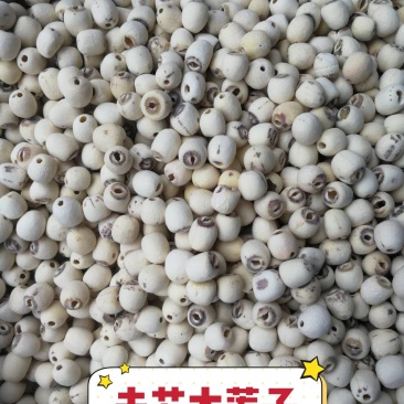 白莲子产地直销量大从优