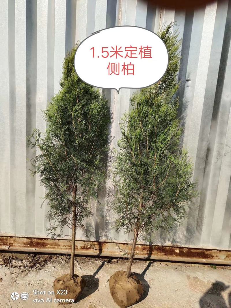 苗圃直供黑松侧柏龙柏苗价格低