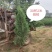 苗圃直供黑松侧柏龙柏苗价格低