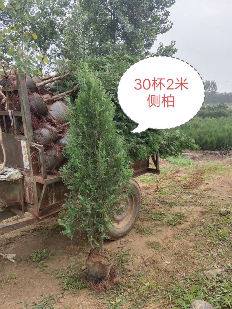 苗圃直供黑松侧柏龙柏苗价格低