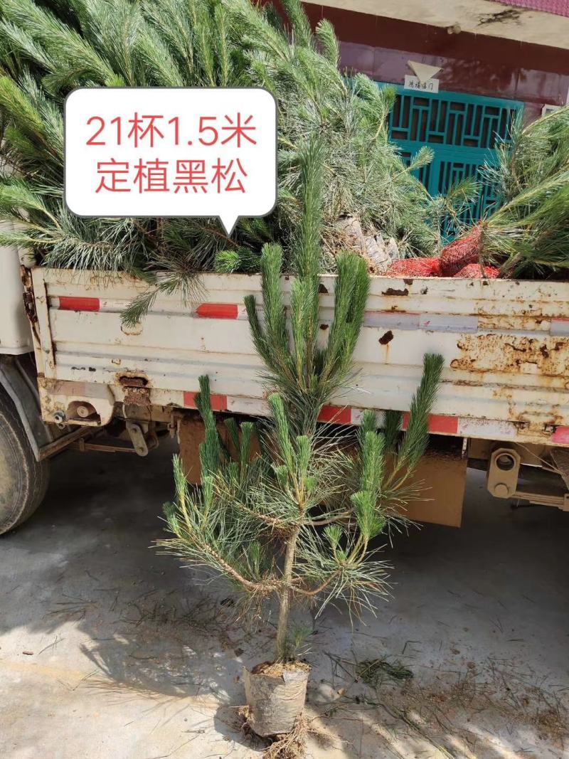 苗圃直供黑松侧柏龙柏苗价格低