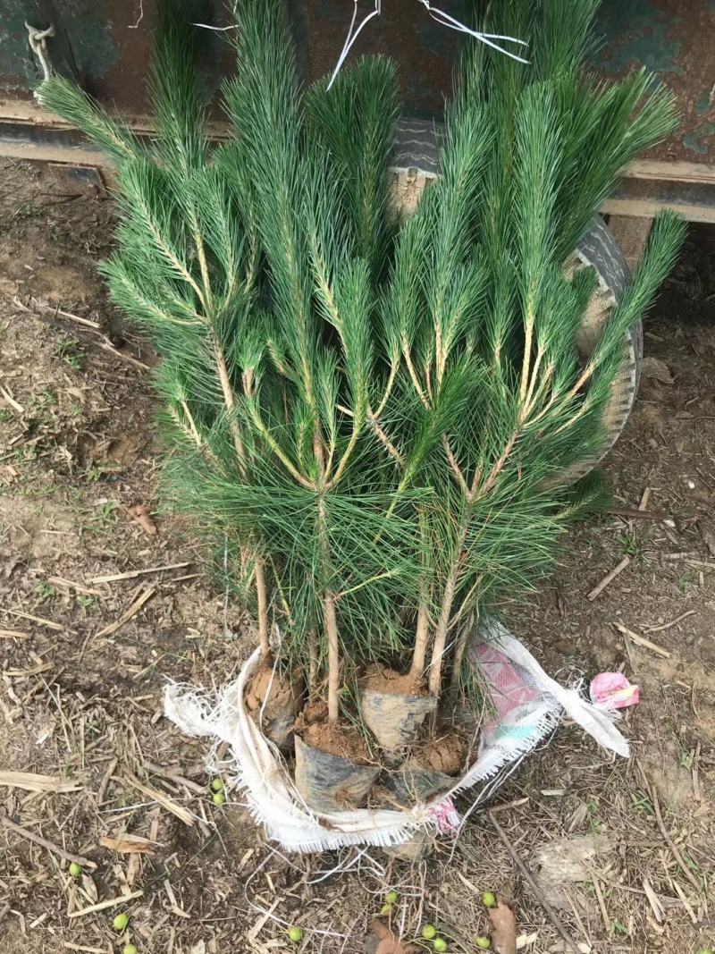 苗圃直供黑松侧柏龙柏苗价格低