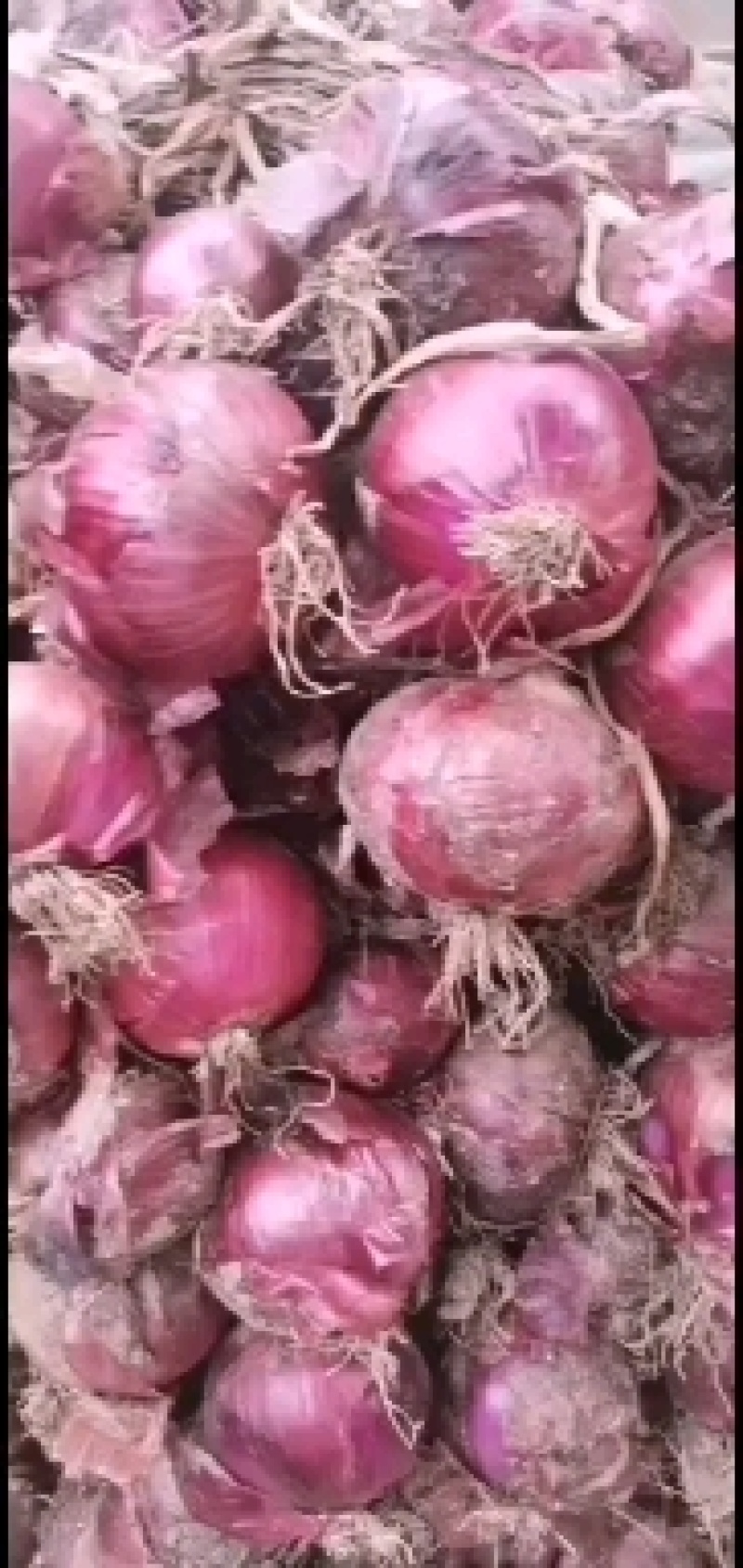 带苗圆葱货源充足质量不错