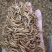 黄粉虫黄粉虫卵黄粉虫干鲜活黄粉虫面包鱼饲料鱼食家直销