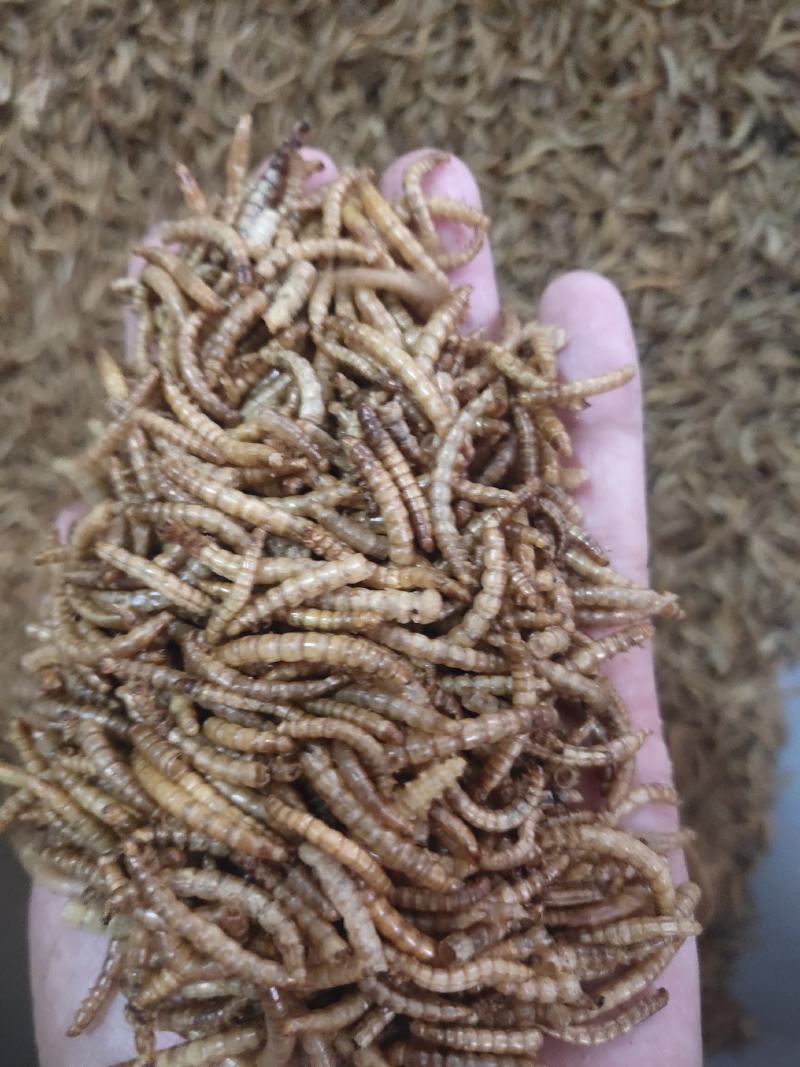 黄粉虫黄粉虫卵黄粉虫干鲜活黄粉虫面包鱼饲料鱼食家直销