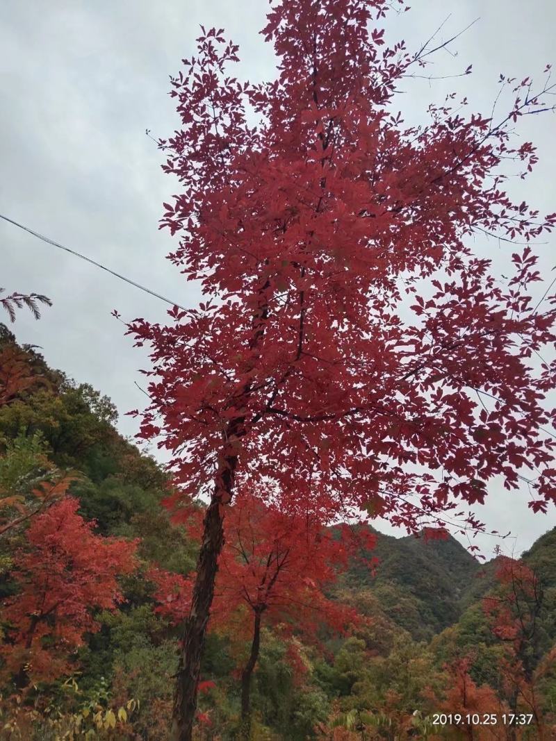 自己地里血皮槭3公分一下规格齐全