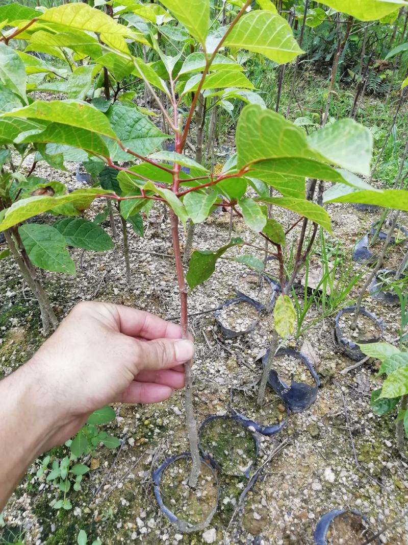 正宗土乌椰榄树实生苗未嫁接黑橄榄树苗