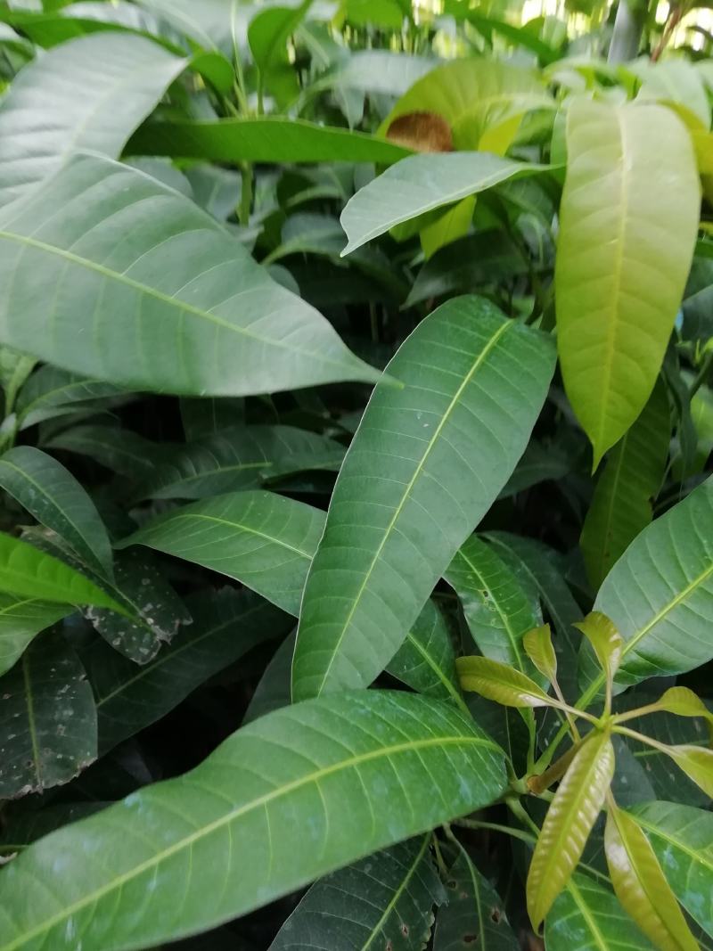 芒果苗金皇芒嫁接苗