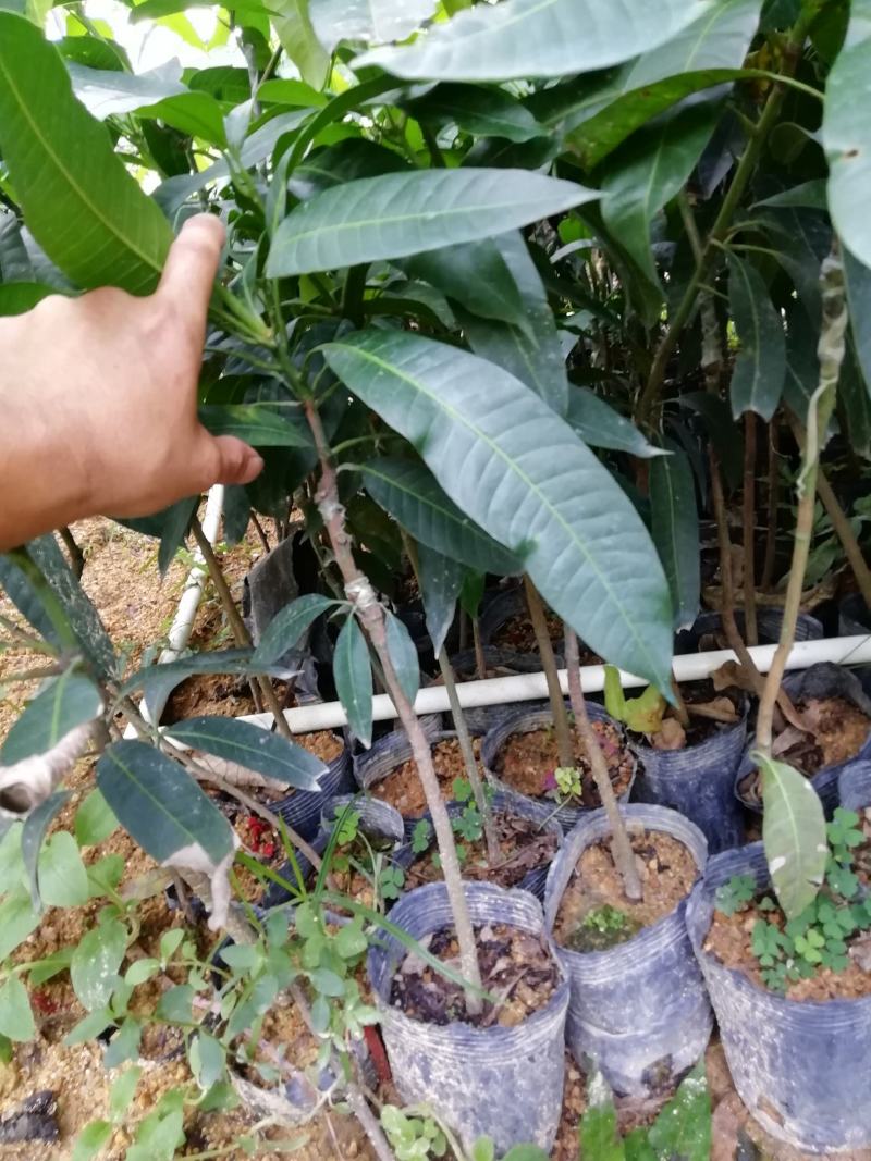 芒果苗金皇芒嫁接苗
