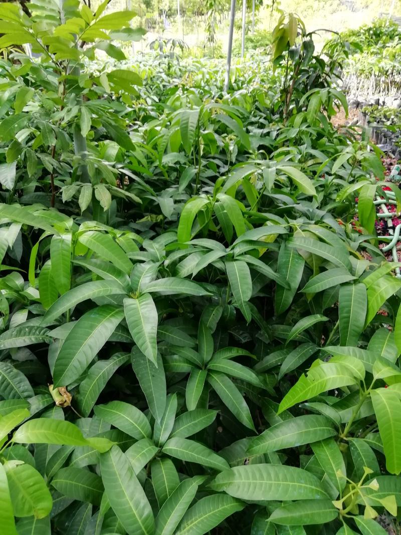 芒果苗金皇芒嫁接苗