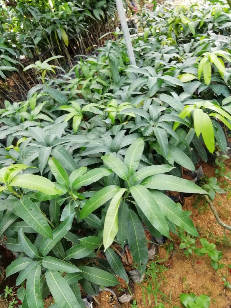 芒果苗金皇芒嫁接苗